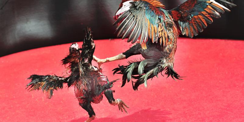 Đá Gà Thomo - Tận hưởng trận đấu mãn nhãn, thưởng hấp dẫn